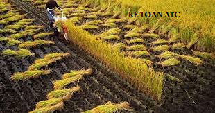 Hoc ke toan cap toc o thanh hoa Hàng nông sản thì thuế VAT được tính như thế nào? Cách xuất hóa đơn đối với mặt hàng này ra sao? Chúng